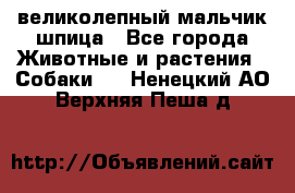 великолепный мальчик шпица - Все города Животные и растения » Собаки   . Ненецкий АО,Верхняя Пеша д.